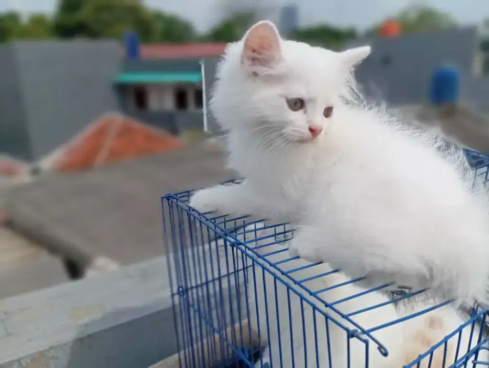 Jual kitten persia flatnose bulu kapas