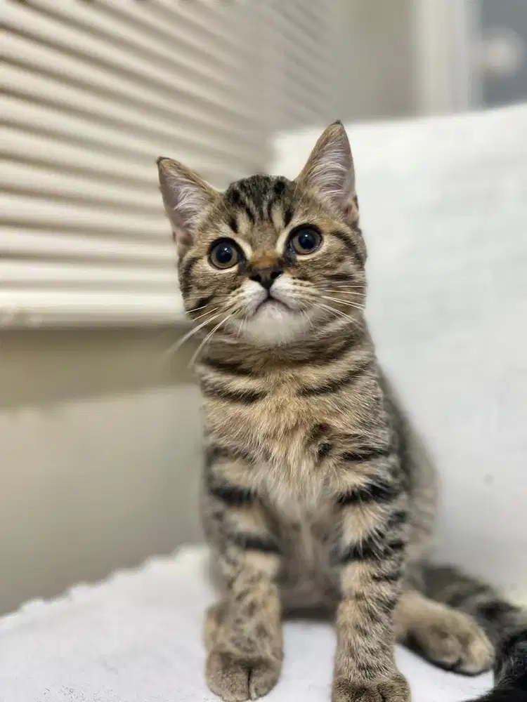 BRITISH SHORTHAIR TABY