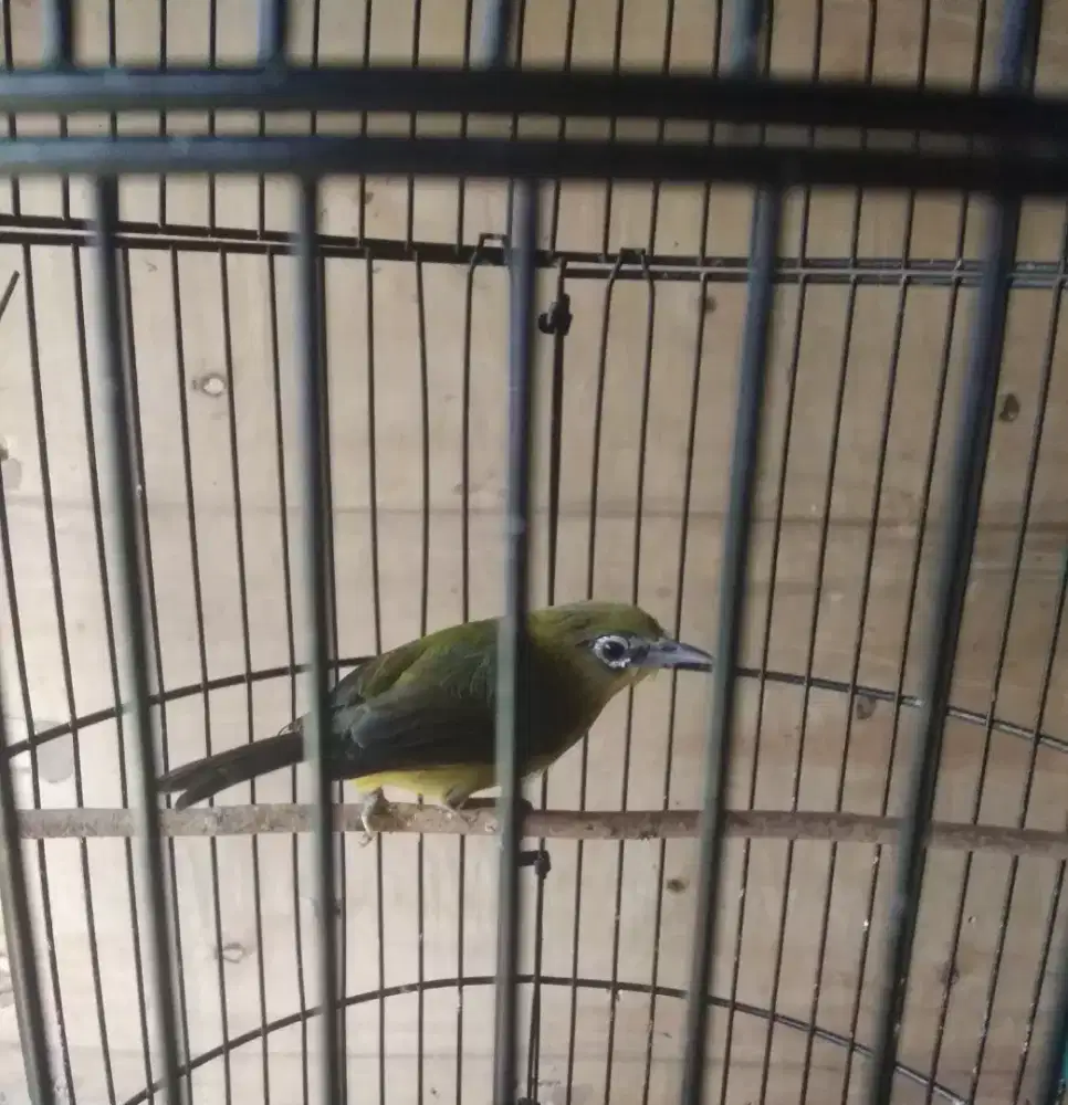 Burung Pleci dakun