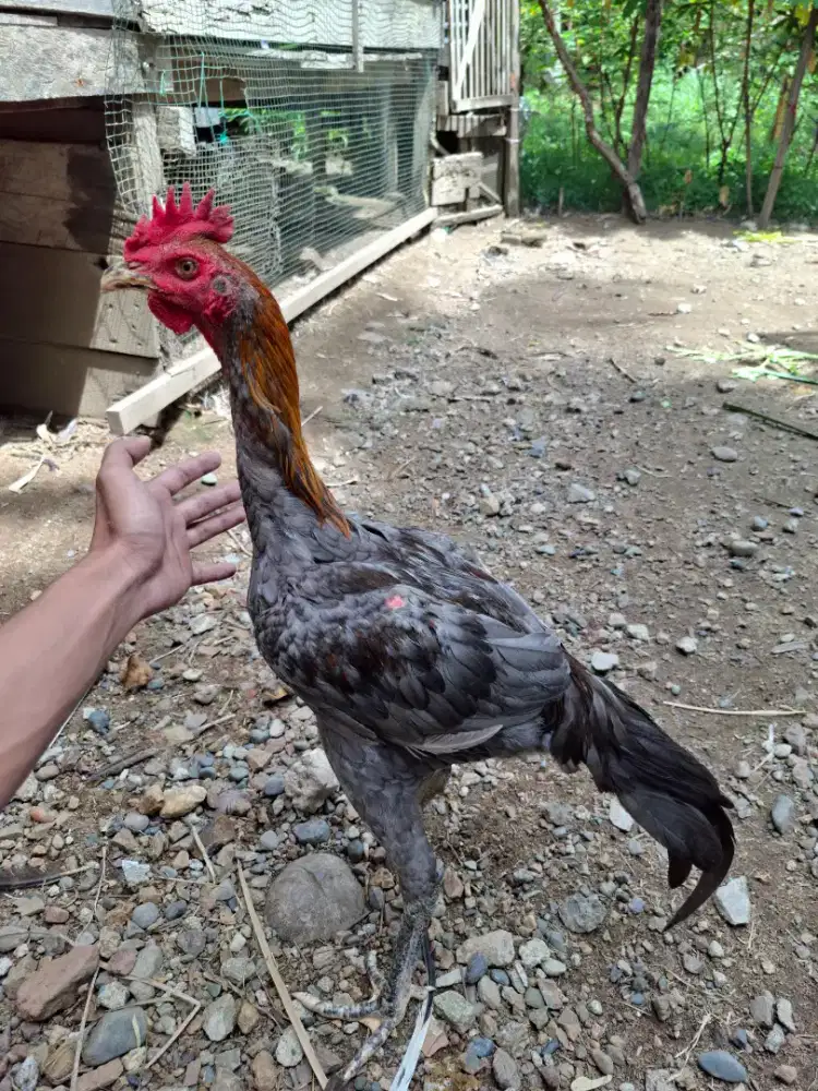 Ayam wilah mangon