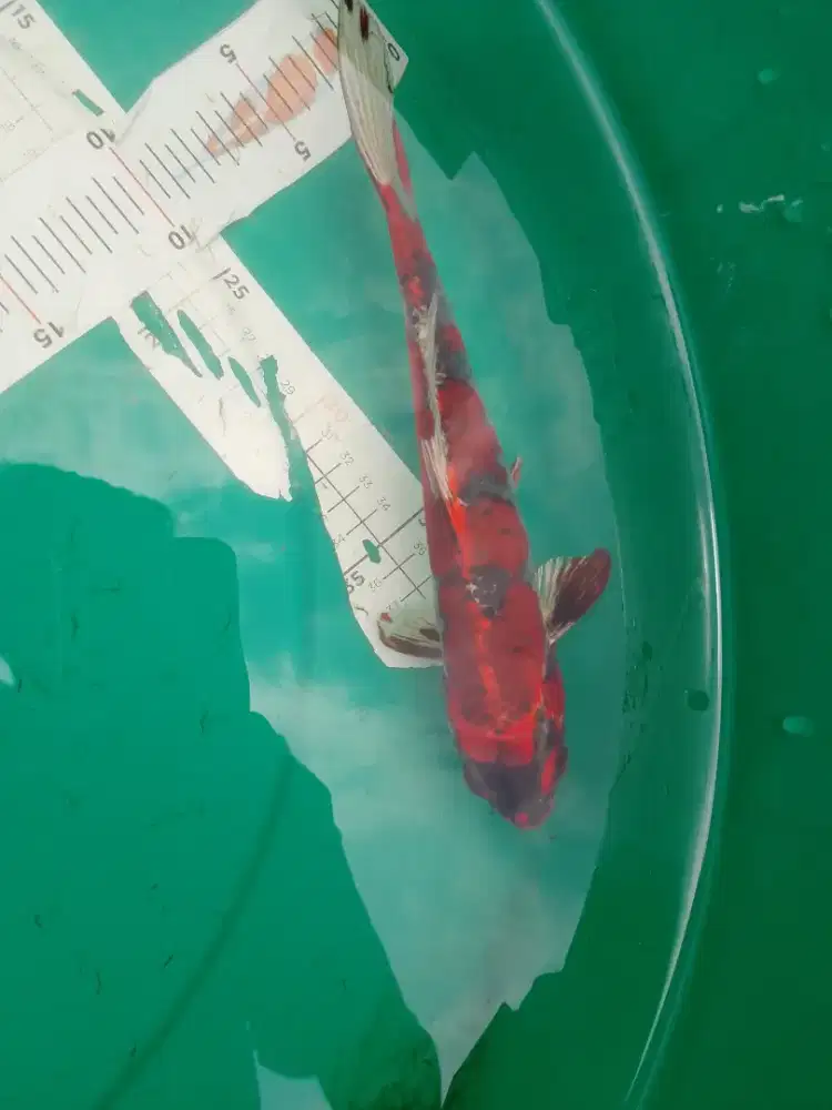Ikan koi jenis kujaku Beni ginga 27cm