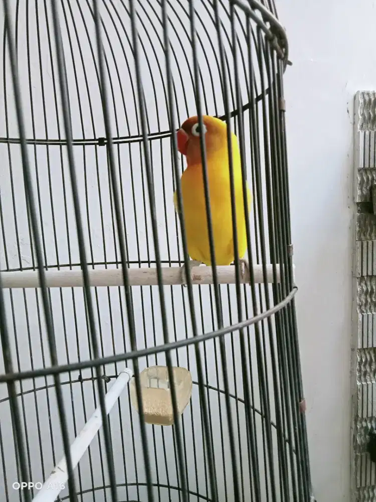 Burung gs sehat aktif