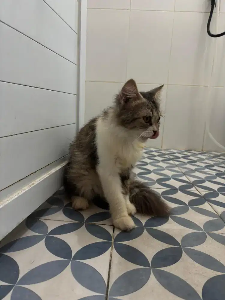 Kucing Persia Jantan