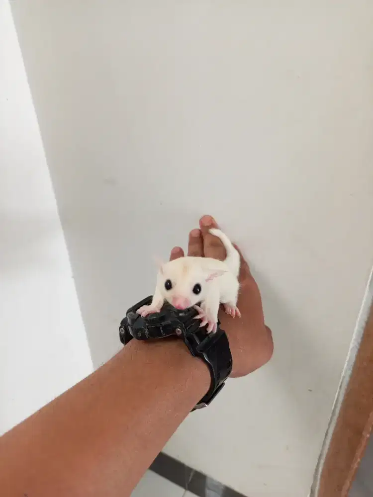 Sugar Glider Leu