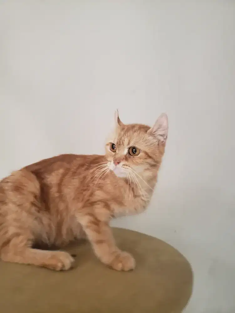 Indukan American Curl Kinkalow Genetta NS Proven