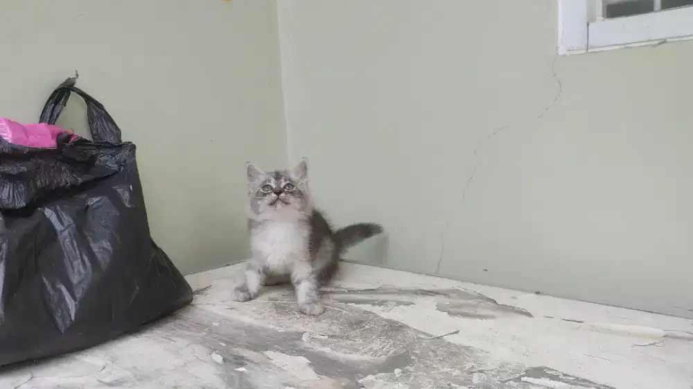 Kucing kitten persia medium / anggora / himalaya / peaknose / flatnose