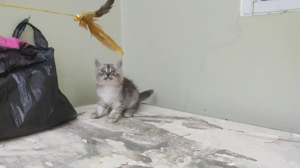 Kucing kitten persia medium / himalaya / peaknose / anggora / flatnose