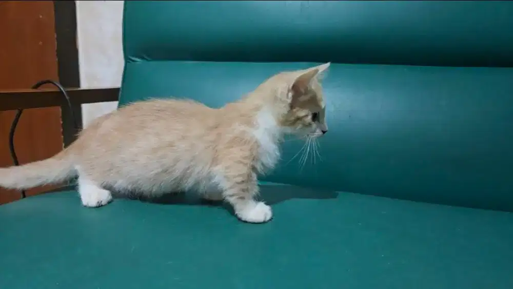 Anak Kucing munchkin jantan kitten persia lepas adopsi adopt krem