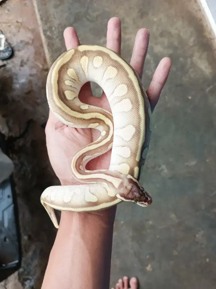 BP LESSER ENCHI PASTEL HET PIED LAVENDER PH CLOWN