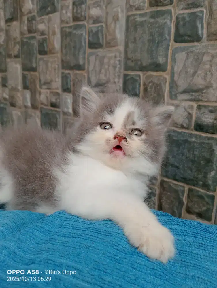 Kiten persia mix angora