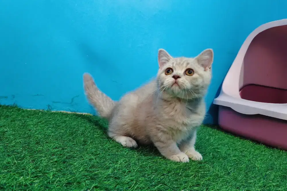 BSH Kitten Silver Blue Line Ped Betina British Short Hair