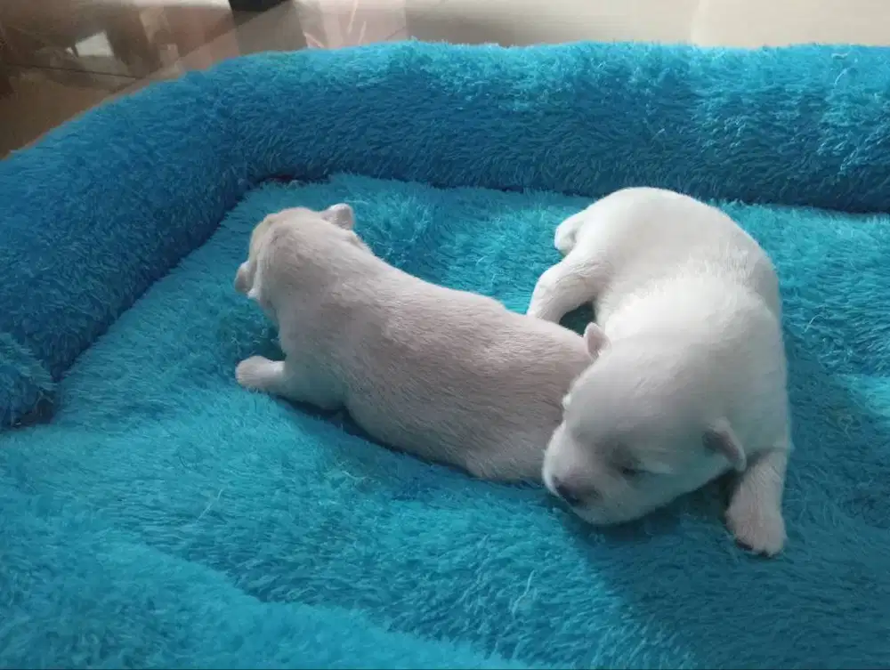 PUPPIES MALTESE