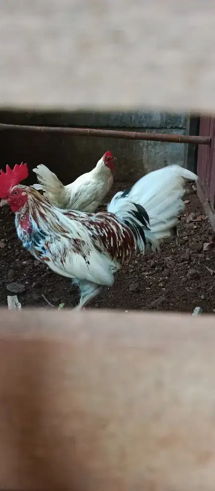 Ayam ketawa sepasang durasi