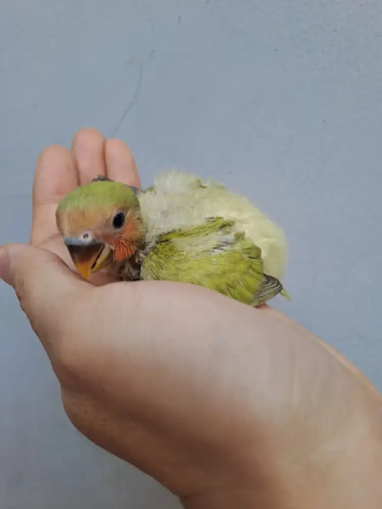 Lovebird Lolohan Nonklep (NK) Green Marbled