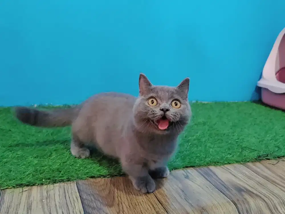 Kitten Munchkin BSH British short hair blue solid betina