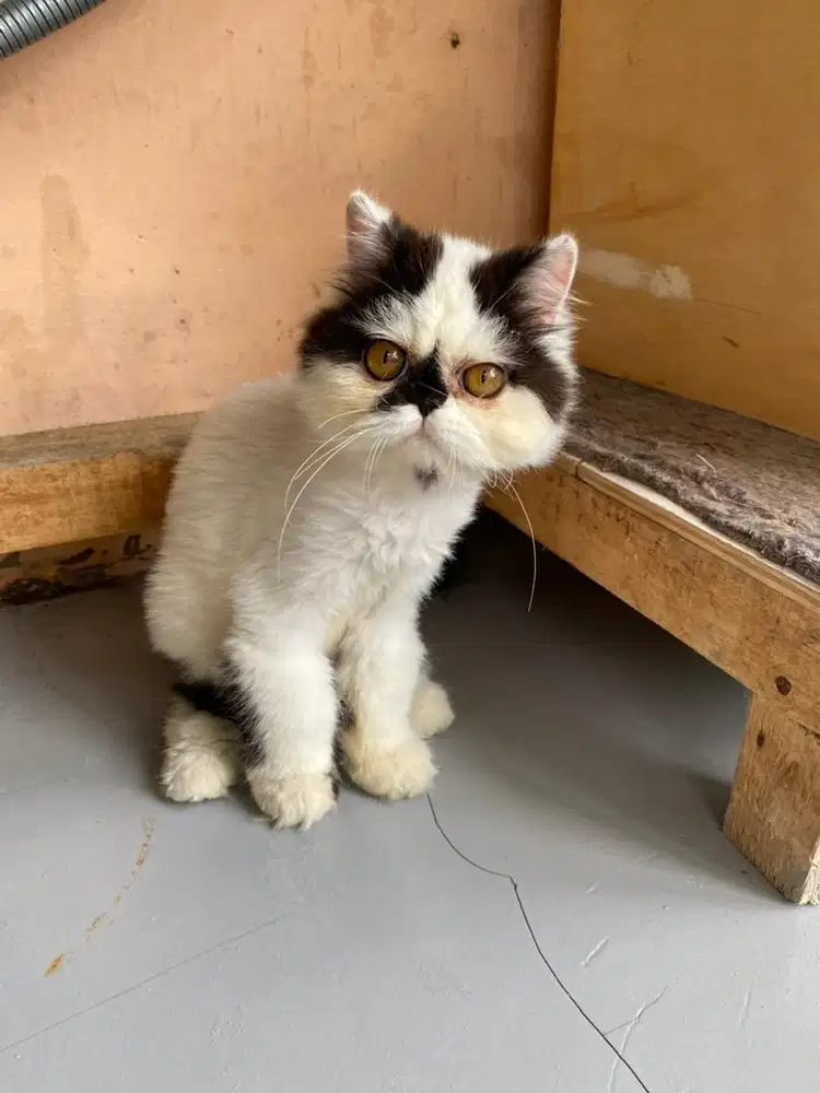Persia flatnose kitten