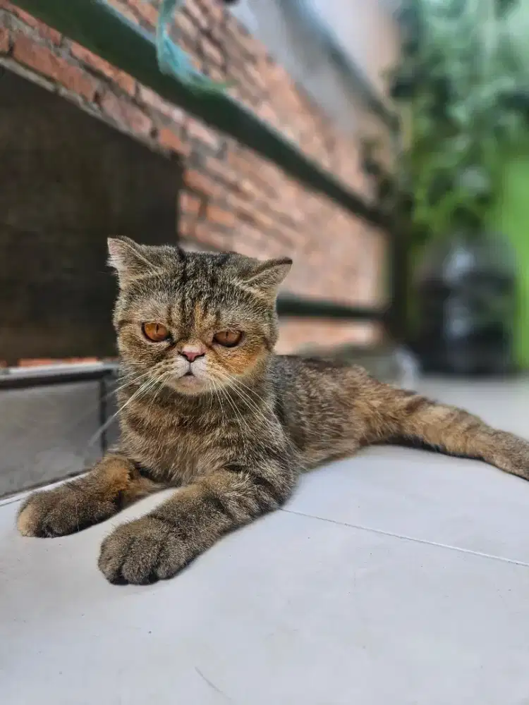 Exotic shorthair usia 24 bulan betina