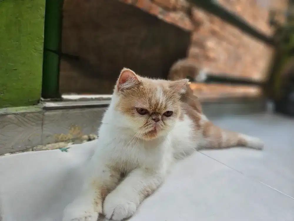 Exotic shorthair usia 18 bulan betina