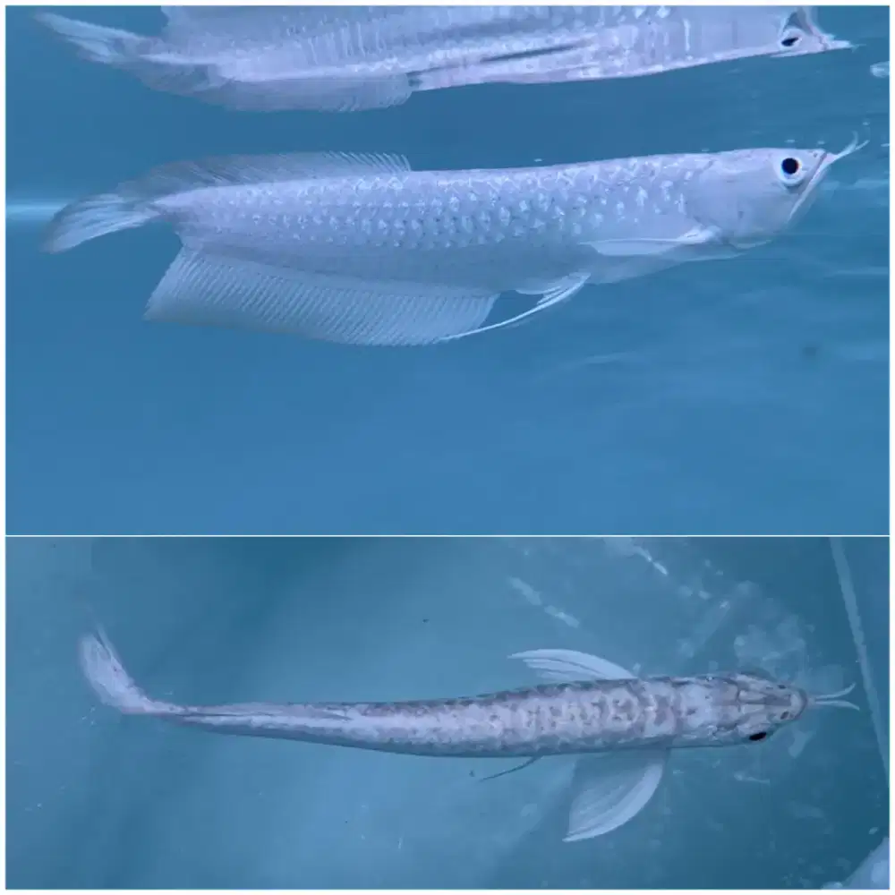 Arwana silver platinum snow white Arowana putih salju