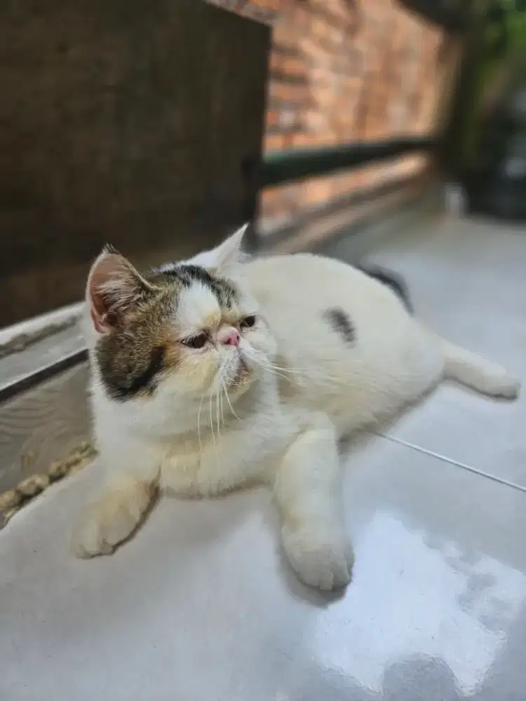 Exotic shorthair usia 8bulan jantan