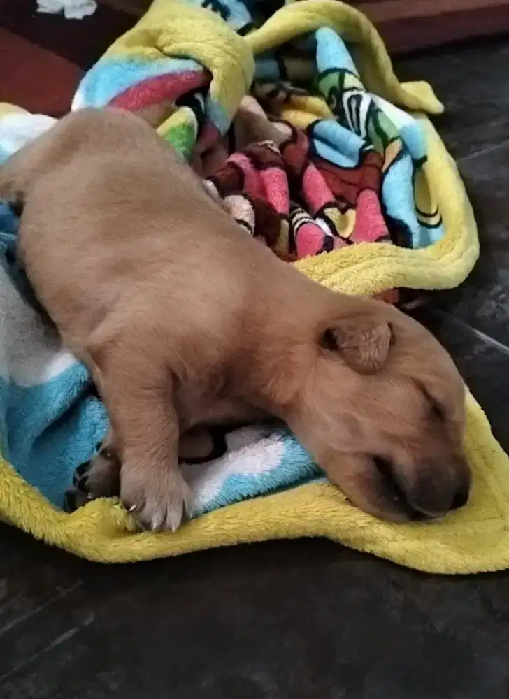 Booking Golden Redriever puppies
