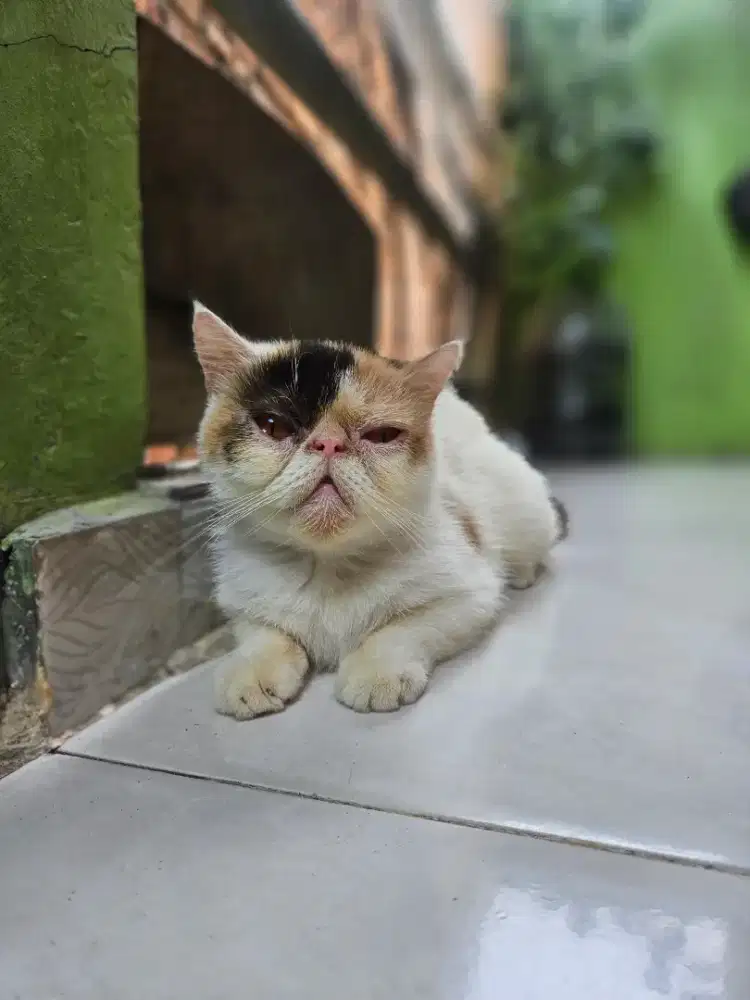 Exotik shorthair usia 18 bulan betina