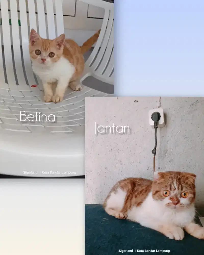 Adopt Scottish fold jantan gratis Scottish stright betina