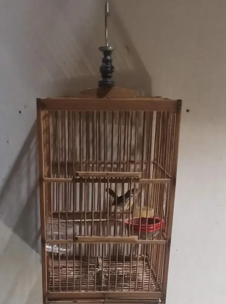 Prenjak voer bunyi