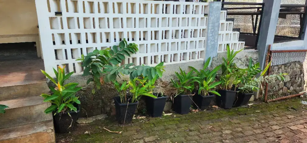Pot satuannya 10rb doang!! Blh sm taneman2nya kl mau