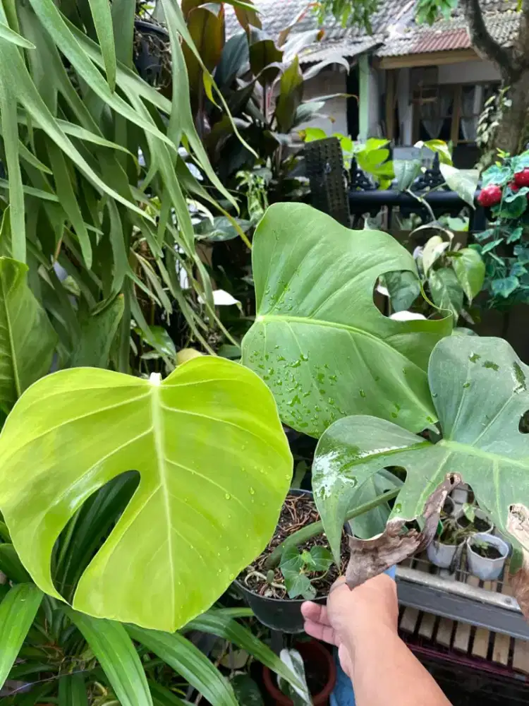 Monstera Brazil Ekonomis