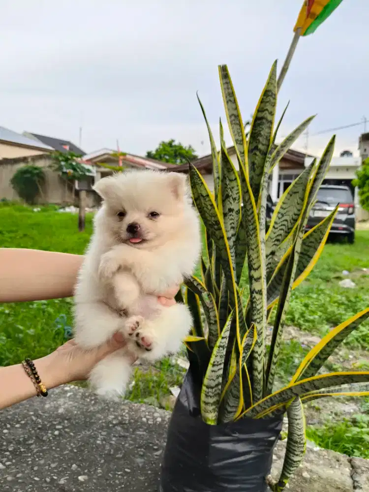 Minipom putih cakep