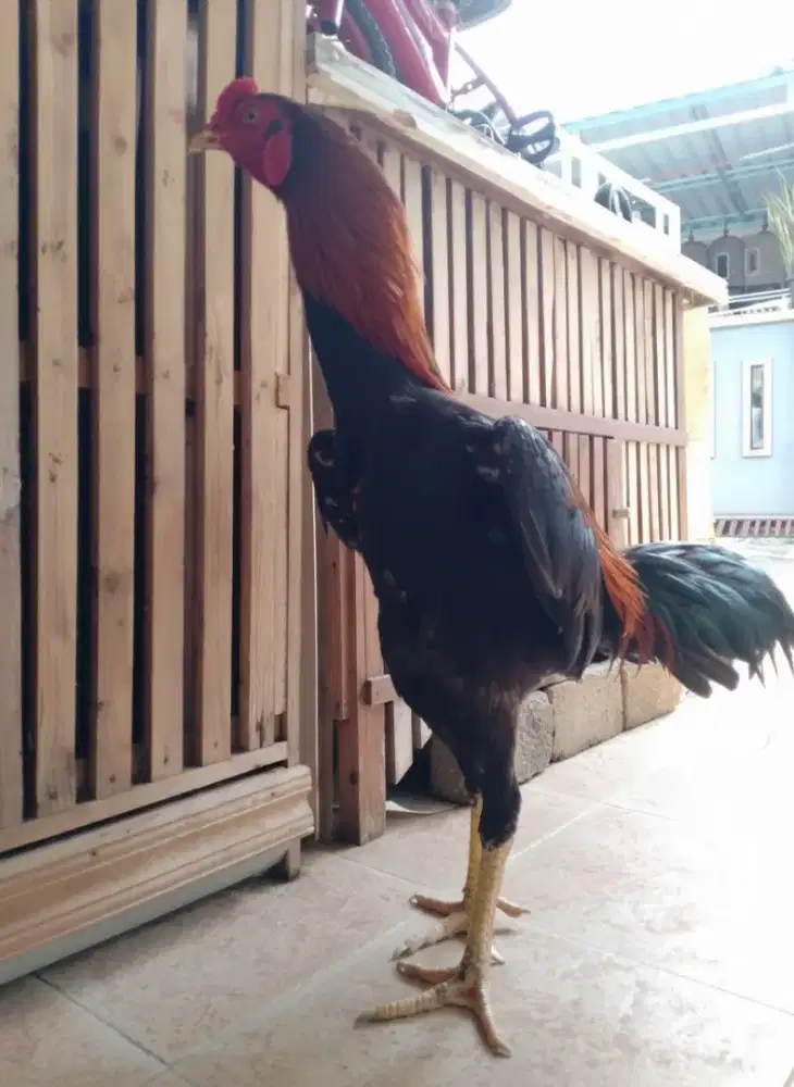 Ayam Bangkok super