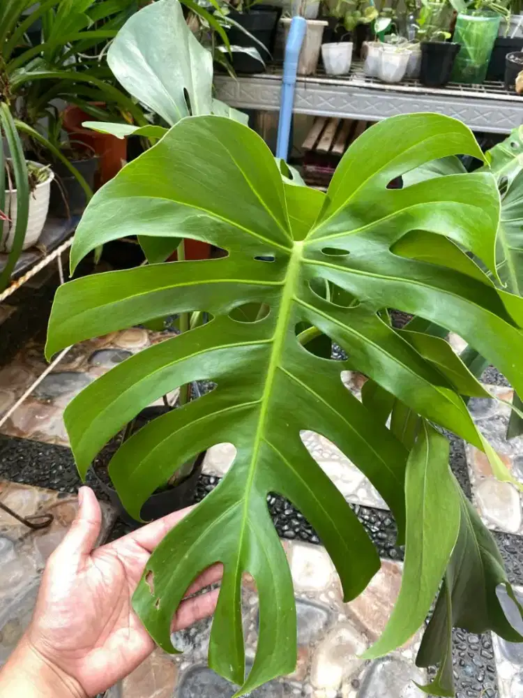 Monstera Brazil Size Daun besar