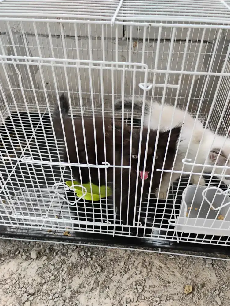 Kucing Ras jantan (putih) betina (hitam)