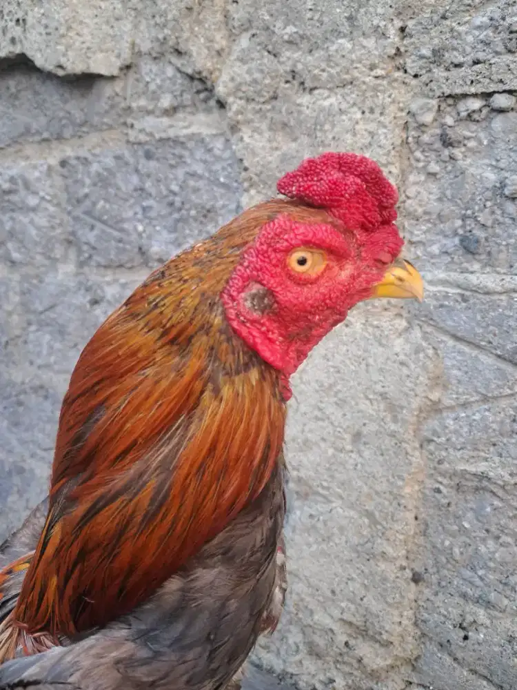 Ayam adu bangkok