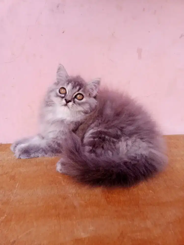 Kucing Persia flatnose