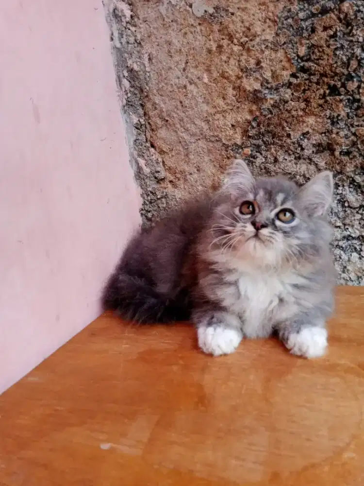 Kucing Persia flatnose