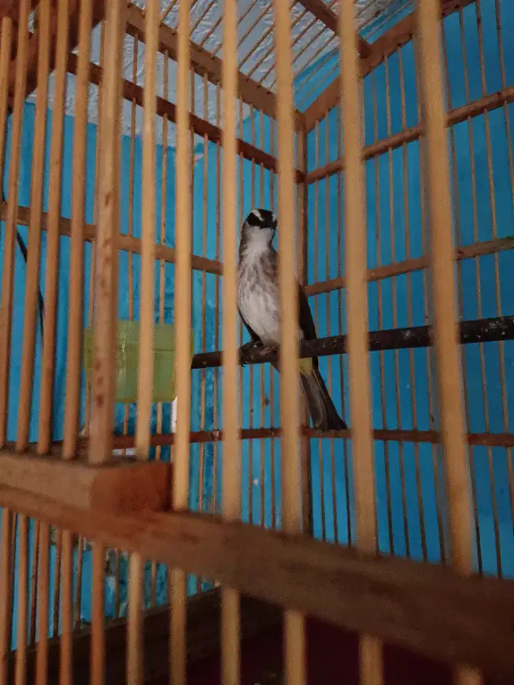 Cak rawa jakarta jinak berisik