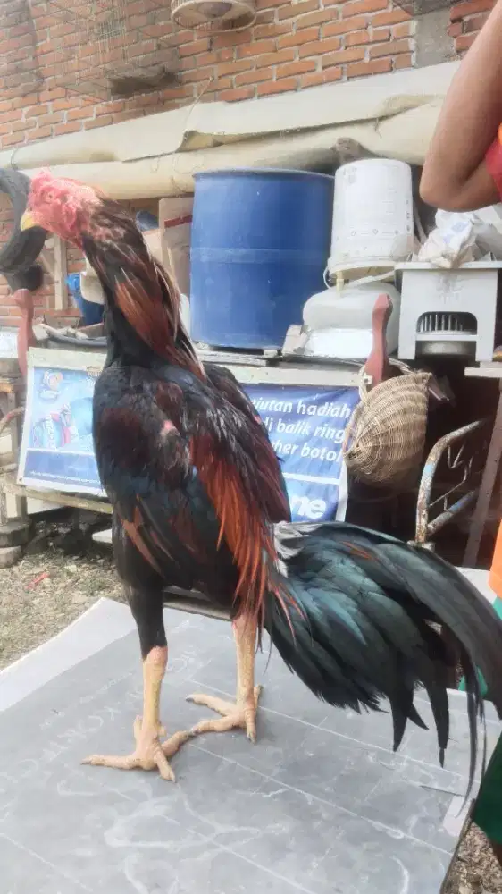 Ayam bangkok pukul jos