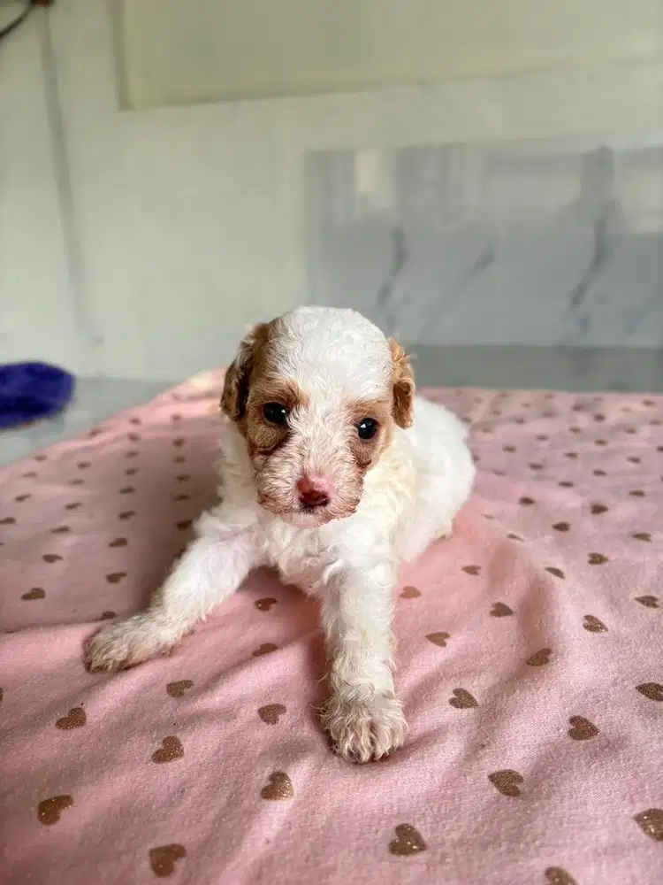 ANAK ANJING MALTIPOO MALTESE MIX POODLE