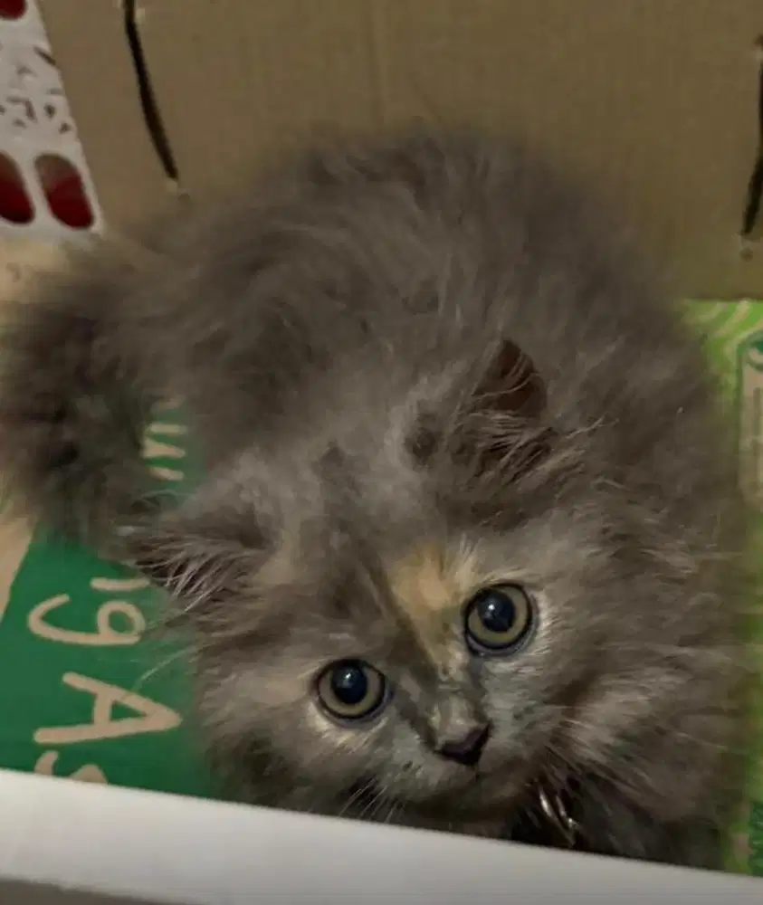 Kucing Persia Betina