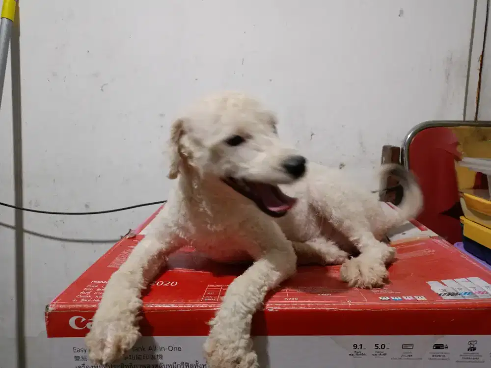 Dijual Anjing Poochon Jantan