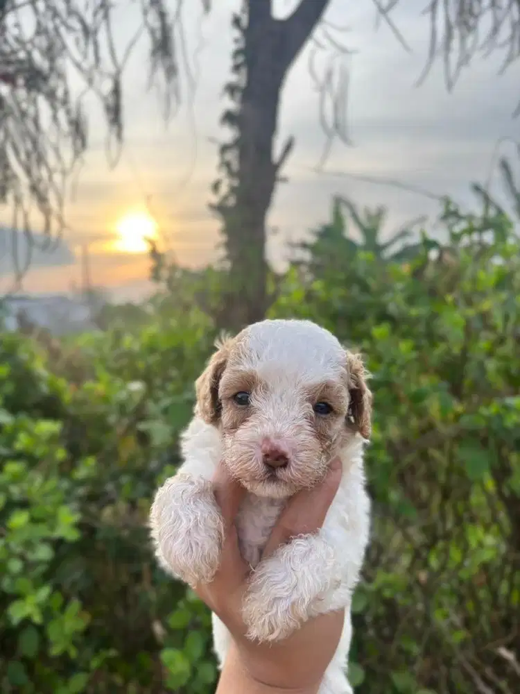 ANAK ANJING MALTIPOO MALTESE MIX POODLE