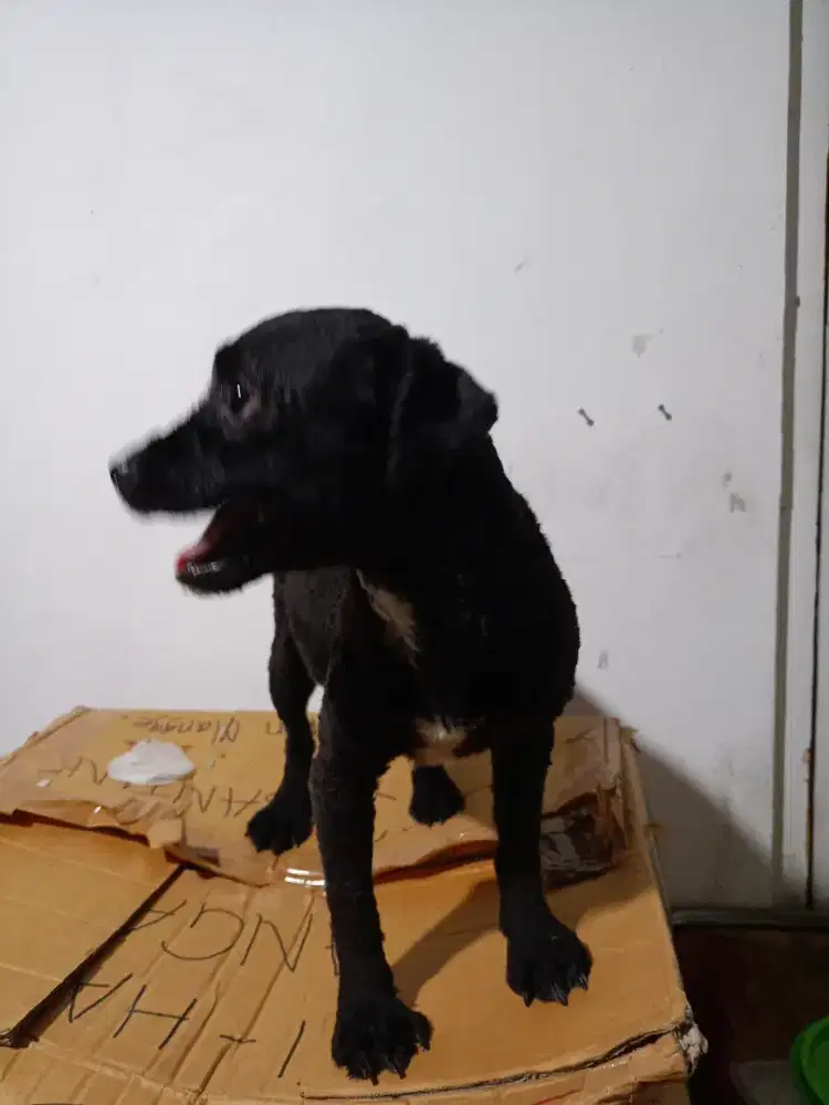 Dijual anjing Poochon betina