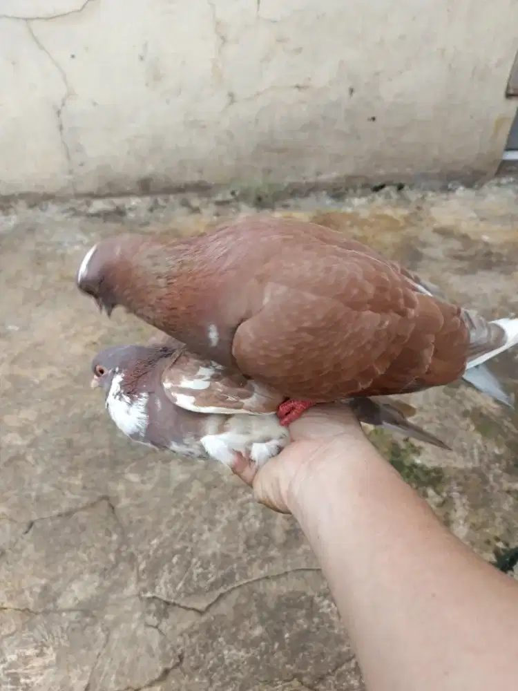 Burung merpati stabil kolong/burung dara tinggi kolongan