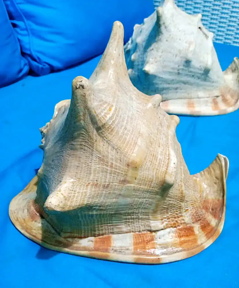 Hiasan keong tanduk besar