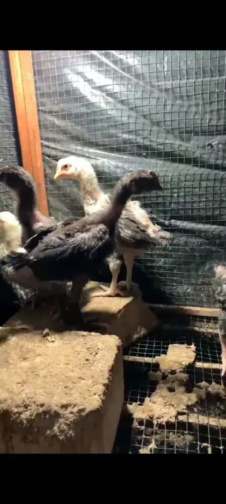 Ayam Pelung 1 bulan lebih sepasang 200