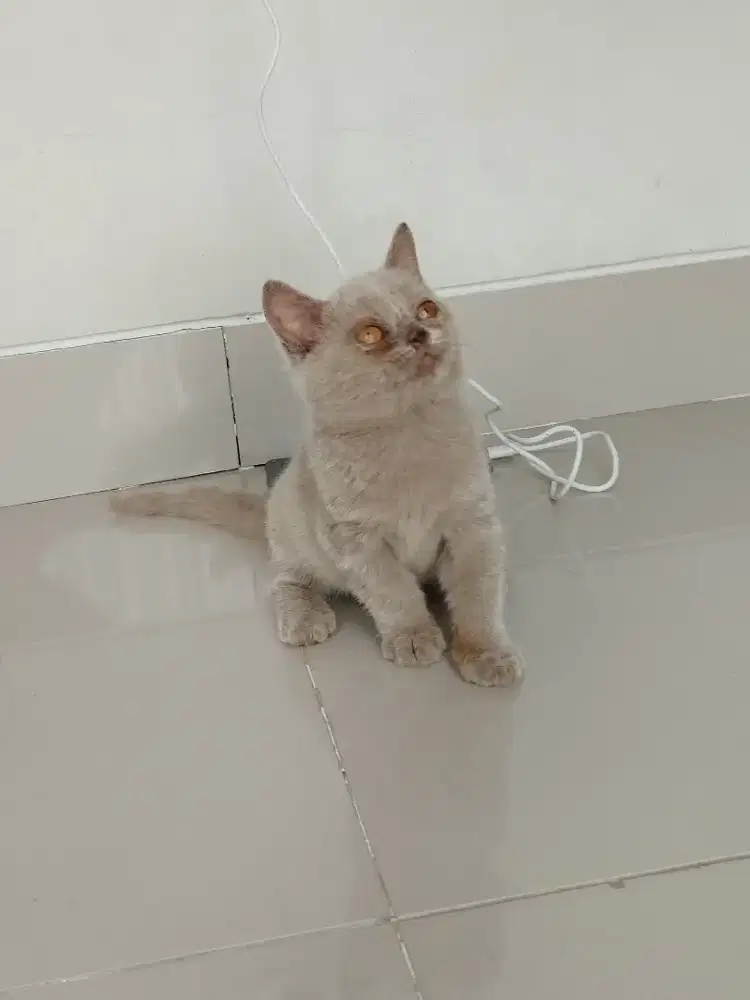 BSH British Shorthair Lilac