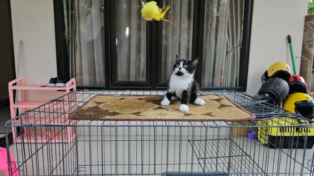 British shortahir kitten non pedigree