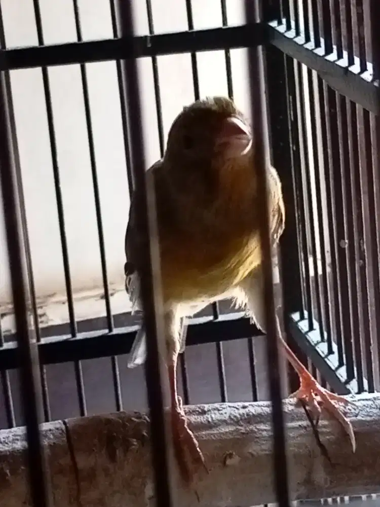 kenari jantan gacor